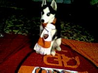 Andrei ha chiamato Roma questo cane, che ha dal giorno prima di Treviso/Roma. Giustamente fa notare che porta fortuna...!
